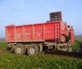 Podvozek HTS 22.79 při sklizni cukrovky s korbou  v Bukovně